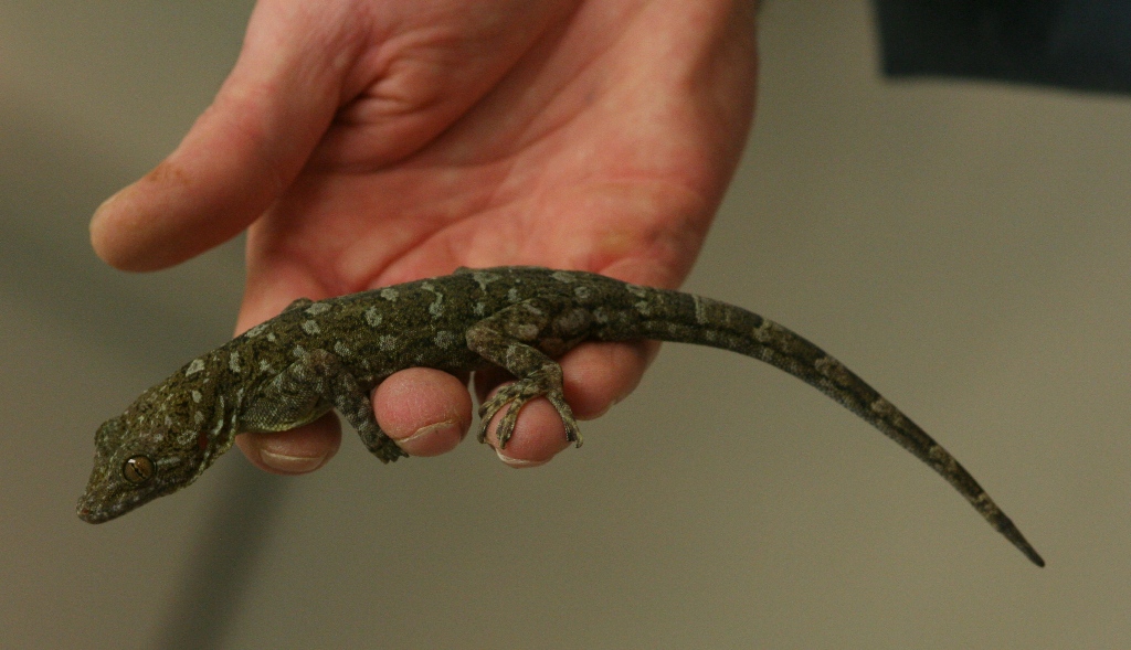 geckosp