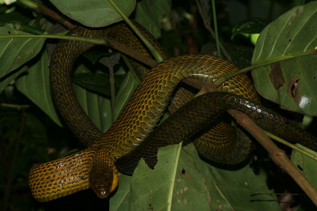 psulph