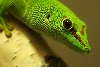pmgrandis
