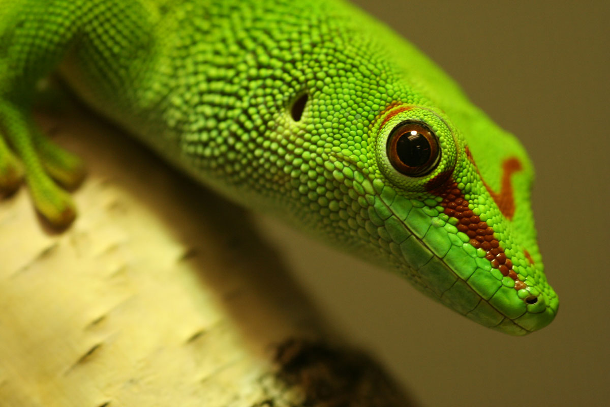 pmgrandis