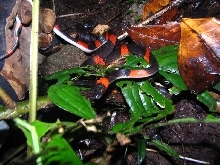 Oxyrhopus. banded calico snake