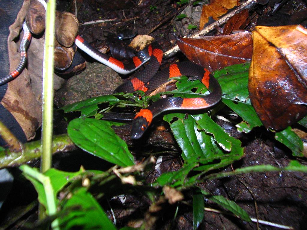 Oxyrhopus. banded calico snake