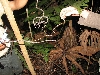 Imantodes cenchoa  common blunt headed tree snake