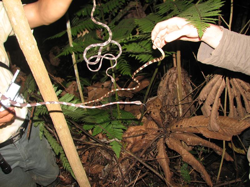 Imantodes cenchoa  common blunt headed tree snake