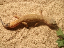 Sativa The Sunglow Carrot Tail