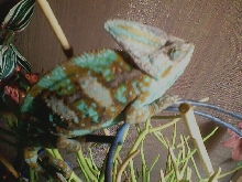 male veiled tito