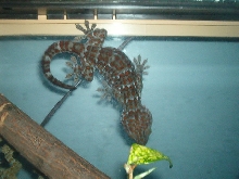 all my herps
