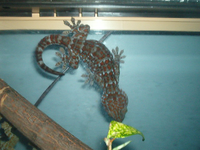 all my herps