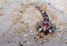 Saltwater - Austin Aquariums