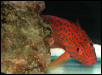 Saltwater Photos