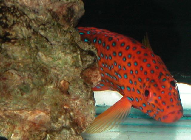 Saltwater Photos