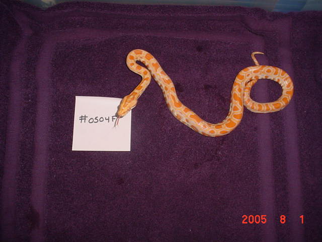 baby4