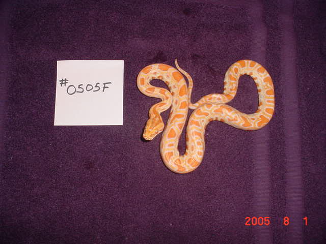baby5