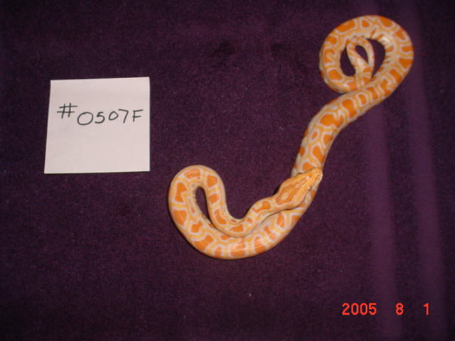 baby7
