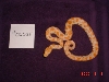 baby8