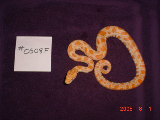 baby8