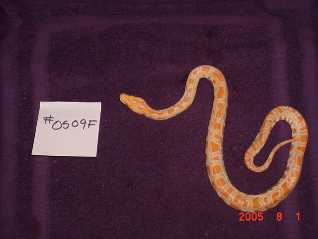 baby9