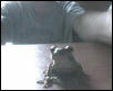 Green Treefrog