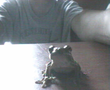 Green Treefrog