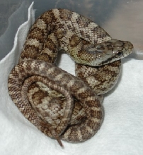 Climacophora