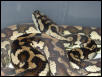 Coastal Carpet Python