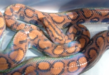 m02 Brazilian Rainbow Boa