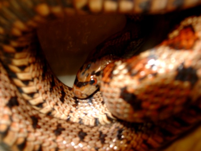 Female Leopard Rat snake