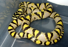 Male 2000 Mandarin Rat snake