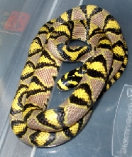 2002 female Mandarin Rat snake