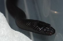 2002 female Mexican Black Kingsnake