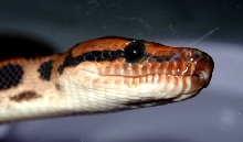 Female Brazilian Rainbow Boa