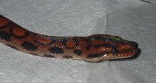 Male 2002 Brazilian Rainbow Boa