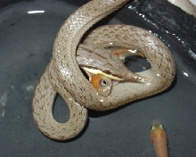 Rhynchophis fishing