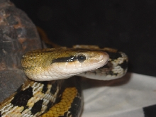 Taiwan Beauty Snake