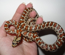 male Z. situla
