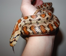 female Z. situla