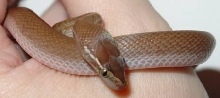 new African House Snake