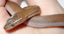 red African House Snake
