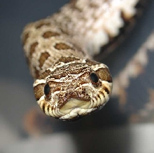male Western Hognose