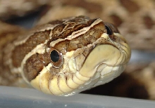 female Western Hognose