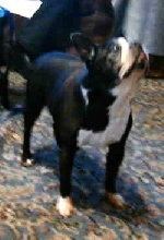 My Prissy