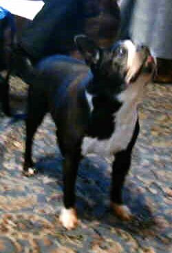 My Prissy