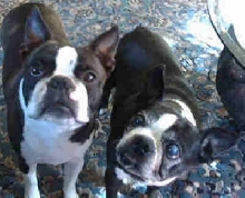 Prissy and Riley