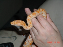hatchling