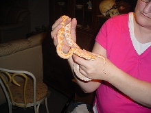 05' Male Albino Burm