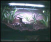 New tank from Peace of the Tropics