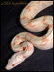 Female Albino BCI