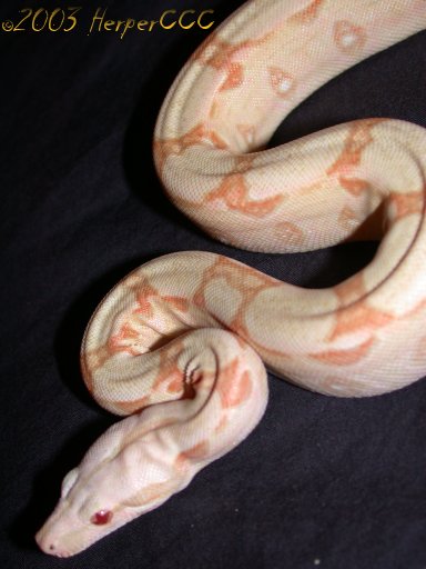 Female Albino BCI