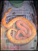 Albino Het Granites-1 In shed