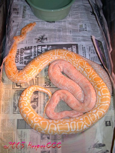 Albino Het Granites-1 In shed